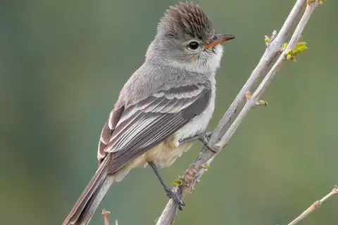Northern Beardless Tyrannulet