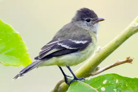 Southern Beardless Tyrannulet