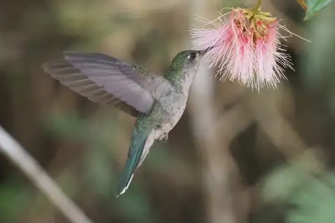 Diamantina Sabrewing