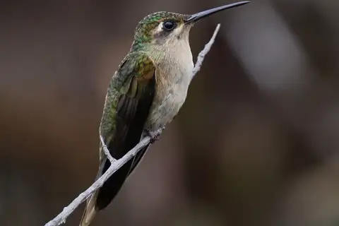 Buff-breasted Sabrewing
