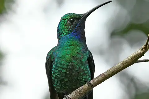 White-tailed Sabrewing