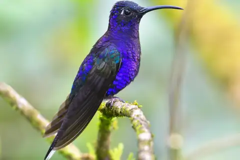 Violet Sabrewing