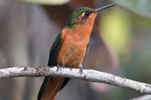 Rufous-breasted Sabrewing