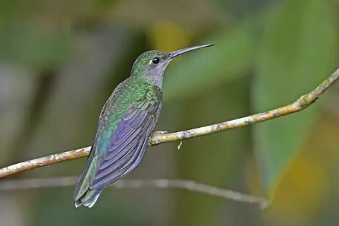 Grey-breasted Sabrewing