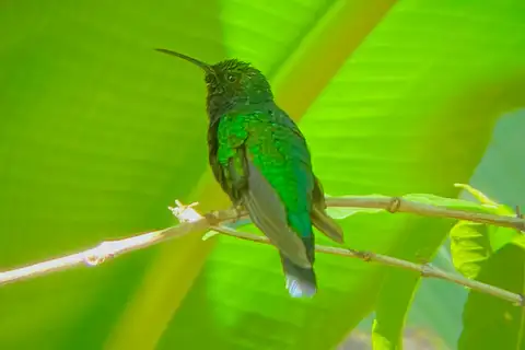 Santa Marta Sabrewing