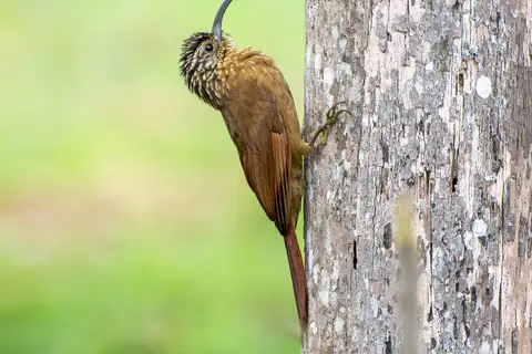 Black-billed Scythebill