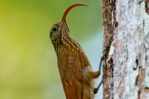 Curve-billed Scythebill