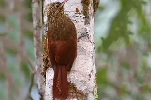Brown-billed Scythebill