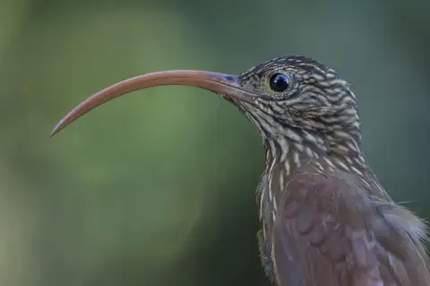 Red-billed Scythebill