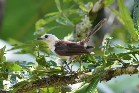 White-headed Wren