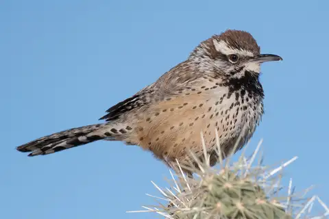 Cactus Wren