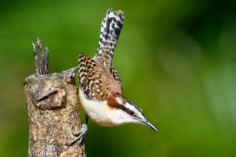 Rufous-backed Wren