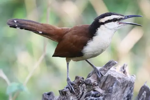 Giant Wren