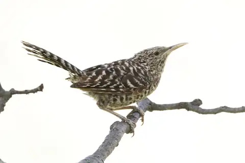 Fasciated Wren