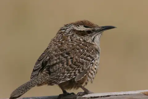 Spotted Wren