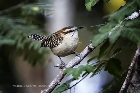Russet-naped Wren