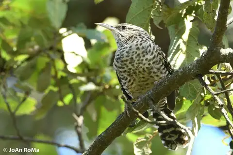 Grey-barred Wren