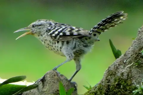 Stripe-backed Wren