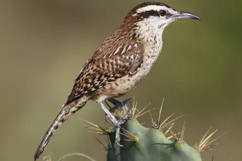 Veracruz Wren