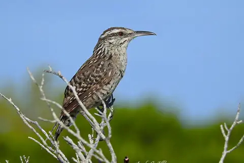 Yucatan Wren