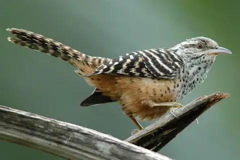 Band-backed Wren