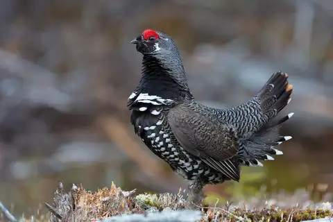 Spruce Grouse