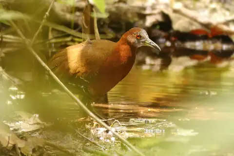 Grey-throated Rail