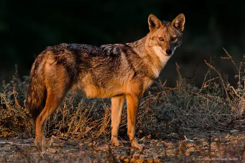 Golden Jackal