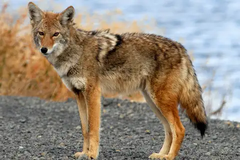 Coyote