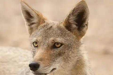 African Wolf