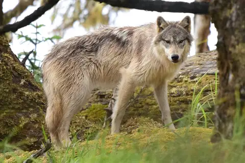 Gray Wolf