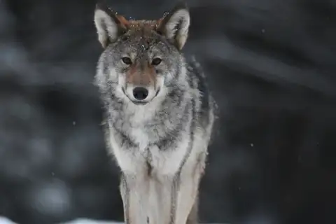 Eastern Wolf