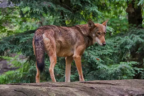 Red Wolf