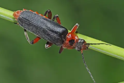 Rustic Sailor Beetle