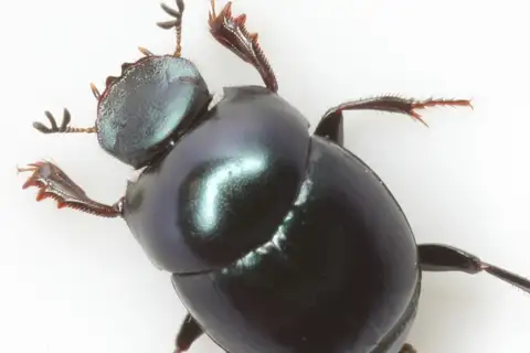 Canthon viridis