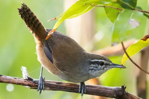 Isthmian Wren