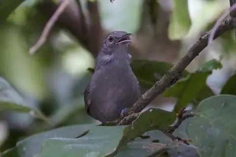 Grey Wren