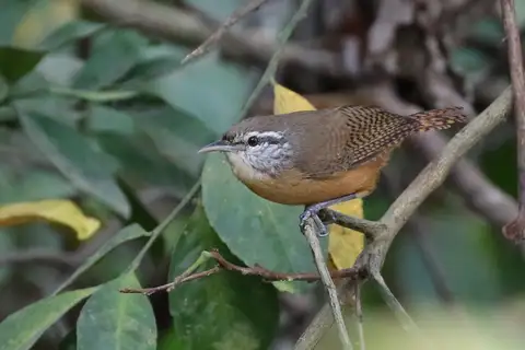 Fawn-breasted Wren