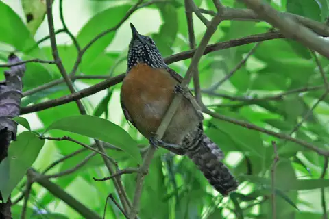 Stripe-throated Wren