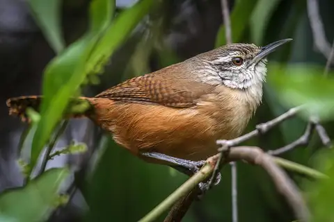 Buff-breasted Wren