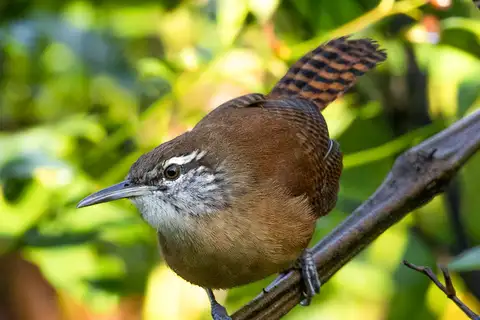 Long-billed Wren
