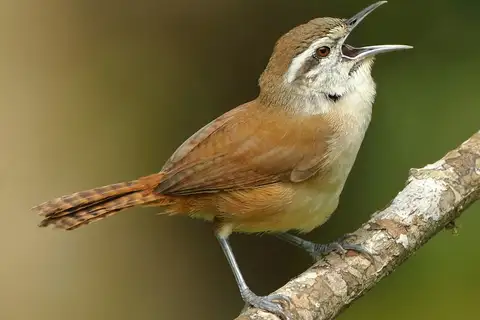 Cabanis's Wren