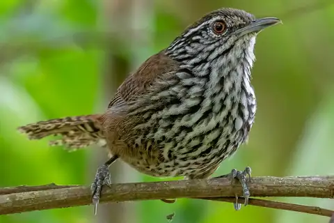 Stripe-breasted Wren