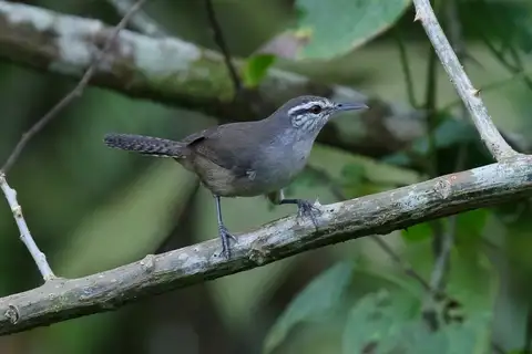Canebrake Wren