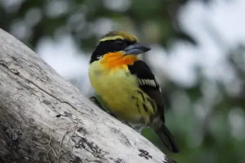 Gilded Barbet