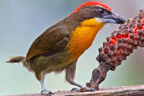 Scarlet-crowned Barbet