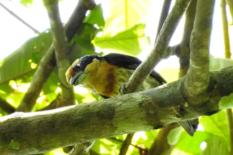 Brown-chested Barbet