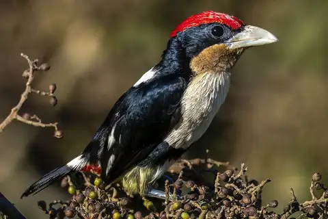 Black-girdled Barbet