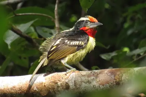 Black-spotted Barbet