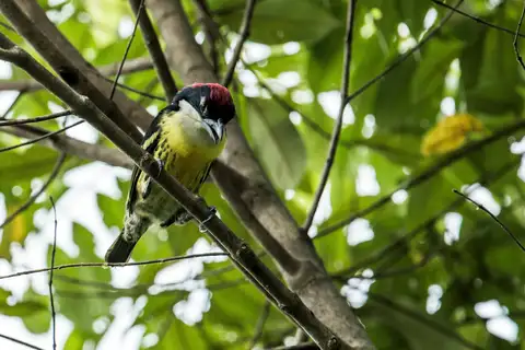Five-colored Barbet